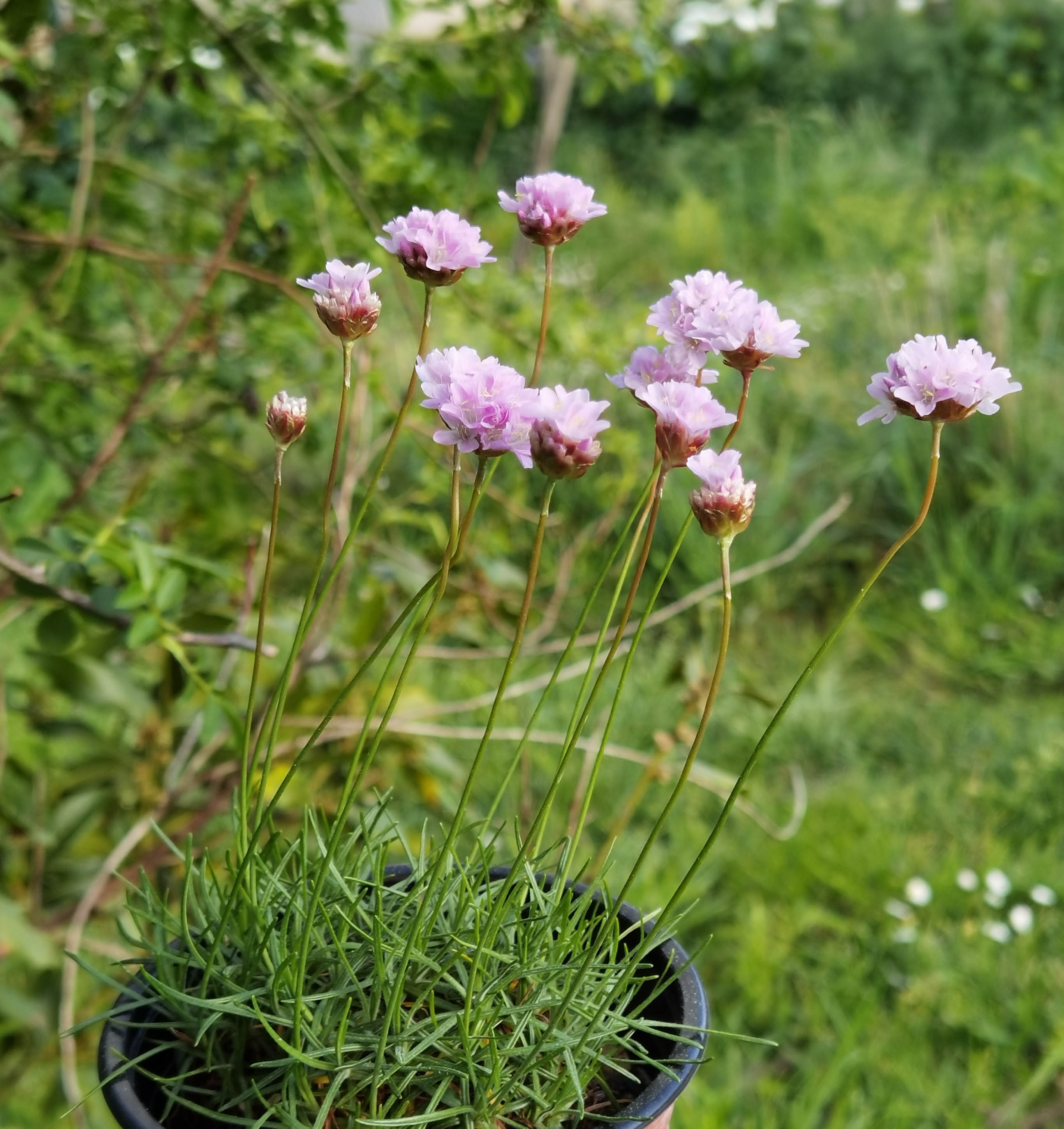 Armeria alpina - ex. Pyrénées -